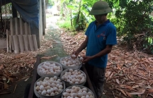 Khủng hoảng trứng gà: 1.000 đồng/quả, ế chất đống đầy nhà
