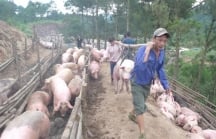 Trung Quốc đồng ý mở cửa nhập khẩu lợn của Việt Nam