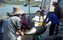 VASEP kiến nghị gỡ vướng cho xuất khẩu cá ngừ