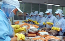 Thủy sản Việt Nam: Xuất khẩu tăng nhẹ, nhập khẩu tăng cao