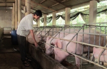 Giãn nợ, miễn giảm lãi vay cho người chăn nuôi lợn