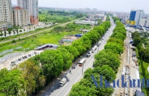 Những hàng cây che nắng sắp bị chặt hạ một cách đáng tiếc ở Hà Nội