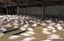 Thanh Hóa: Bất lực nhìn cảnh gần 4.000 con lợn chết nổi trắng trong nước lũ