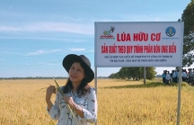 Quảng Trị: Nông sản hữu cơ gắn doanh nghiệp với nhà nông