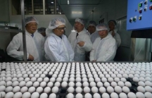 Tập đoàn sản xuất trứng gà lớn nhất Nhật Bản tìm hiểu đầu tư tại Quảng Trị
