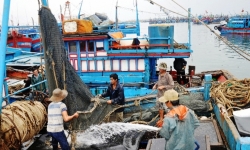 Đà Nẵng tăng cường các giải pháp chống khai thác hải sản bất hợp pháp
