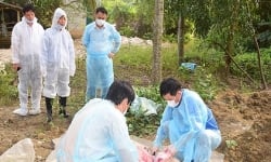 Phát hiện dịch tả lợn châu Phi ở tỉnh Thừa Thiên Huế