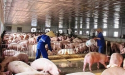 Thịt lợn đắt nhất lịch sử: Phá bỏ cam kết với bộ trưởng, doanh nghiệp lớn tăng giá ăn lãi đậm