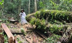 Kiểm điểm lãnh đạo Sở NN&PTNT tỉnh Lâm Đồng các thời kỳ vì để mất hơn 777 ha rừng