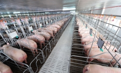 Sắp khởi công dự án nuôi lợn 125 tỷ ở Nghệ An