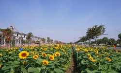 Vườn hoa hướng dương 12.000m2 mở cửa đón khách miễn phí nhân dịp năm mới