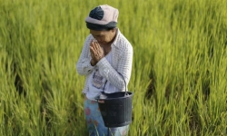 Thái Lan lo khi nông dân chuyển sang trồng giống lúa Việt Nam