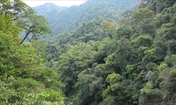 Việt Nam có thể thu 200 triệu USD nhờ rừng