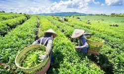 Một quốc gia tại Trung Đông đang tăng mạnh nhập khẩu chè xanh của Việt Nam