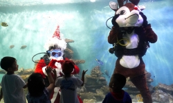 Du khách thích thú xem ông già Noel lặn ngụp trong bể cá ở Nha Trang