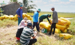 Giải pháp đường dài cho gạo xuất khẩu: Nông dân và doanh nghiệp phải cùng có lợi