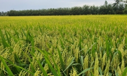 Gạo, thủy sản giúp Tập đoàn PAN lãi 'khủng' trong năm 2023