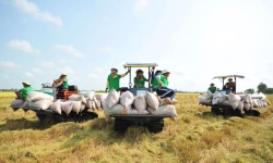 Indonesia tăng cường nhập khẩu gạo, cơ hội nào cho Việt Nam?