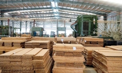Doanh nghiệp 2 tháng tuổi chi 3.200 tỷ làm nhà máy sản xuất ván tre ở Thanh Hóa