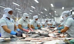 Xuất khẩu cá tra sang Mỹ giảm mạnh