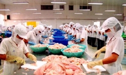 Doanh nghiệp xuất khẩu cá tra Việt tiếp tục lao đao