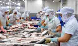 Mỹ kiểm tra 100% cá da trơn Việt Nam: Làm tăng chi phí cho doanh nghiệp