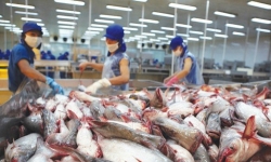 Lần đầu tiên hội chợ cá tra được tổ chức tại Hà Nội