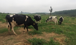 Cận cảnh trang trại bò sữa hữu cơ siêu sạch công nghệ Israel