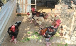 Ứng dụng kỹ thuật thụ tinh nhân tạo cho gà Đông Tảo để bảo tồn nguồn giống quý