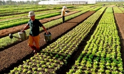 Nhiều chính sách khuyến khích DN đầu tư vào nông nghiệp, nông thôn