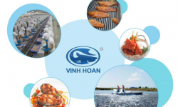 Cá tra tăng giá, vì đâu cổ phiếu của Vĩnh Hoàn liên tục giảm sàn?