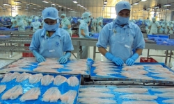 Trung Quốc mua cá tra Việt xuất đi Mỹ?