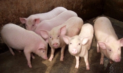 Chiến tranh thương mại Mỹ - Trung: Áp lực lên ngành chăn nuôi lợn Việt Nam