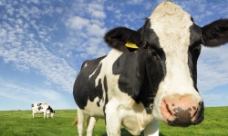 Áp dụng công nghệ gắn chip theo dõi đàn bò: Từ EU đến Việt Nam