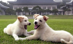 Ông Kim Jong-un tặng Tổng thống Hàn Quốc đôi chó săn quý hiếm
