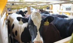 200 cô bò sữa hữu cơ 'cưỡi' máy bay từ Úc về Việt Nam