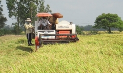 Triển khai Dự án sáng kiến lúa gạo Châu Á giai đoạn 2 tại Cần Thơ