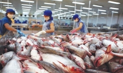 Kỷ lục của ngành cá tra Việt Nam