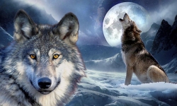 Từ 'con sói cô độc' trở thành sói đầu đàn dũng mãnh nhất thảo nguyên: Nguyên tắc thành công quan trọng nhất đời người