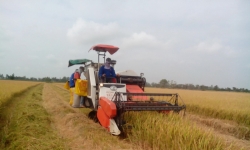 Đồng bằng sông Cửu Long: Bàn phương án giải cứu lúa cho nông dân