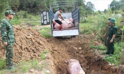 Phát hiện ổ dịch tả lợn châu Phi ở Việt Nam: Bộ Nông nghiệp nói gì?