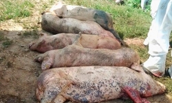 Phó Thủ tướng Trịnh Đình Dũng: Khẩn trương triển khai các biện pháp ngăn chặn, khống chế dịch tả lợn châu Phi