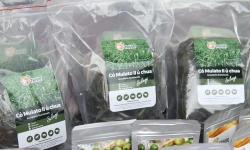 Khởi công dự án trồng cỏ chất lượng cao Mulato ở Sơn La để kinh doanh