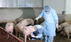 Lập Ban chỉ đạo quốc gia phòng chống Dịch tả lợn Châu Phi