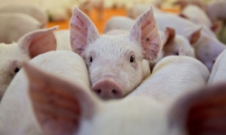 Dịch tả lợn châu Phi đe dọa sự phục hồi của thị trường lợn Việt Nam năm 2019