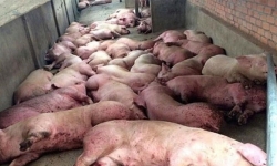 Dịch tả lợn Châu Phi: Hà Nội hỗ trợ tối đa 38.000 đồng/kg lợn hơi khi phải tiêu hủy