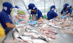 Giá cá tra tại Đồng bằng sông Cửu Long 'đảo chiều'