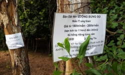 Hoang tàn sau cơn sốt: Phú Quốc ngàn mảnh đất hoang