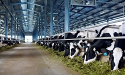 Việt Nam sẽ xuất khẩu sữa chính ngạch sang Trung Quốc