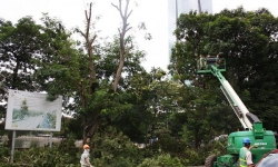 Hà Nội: Chuẩn bị cắt tỉa gần 40.000 cây xanh trước mùa mưa bão